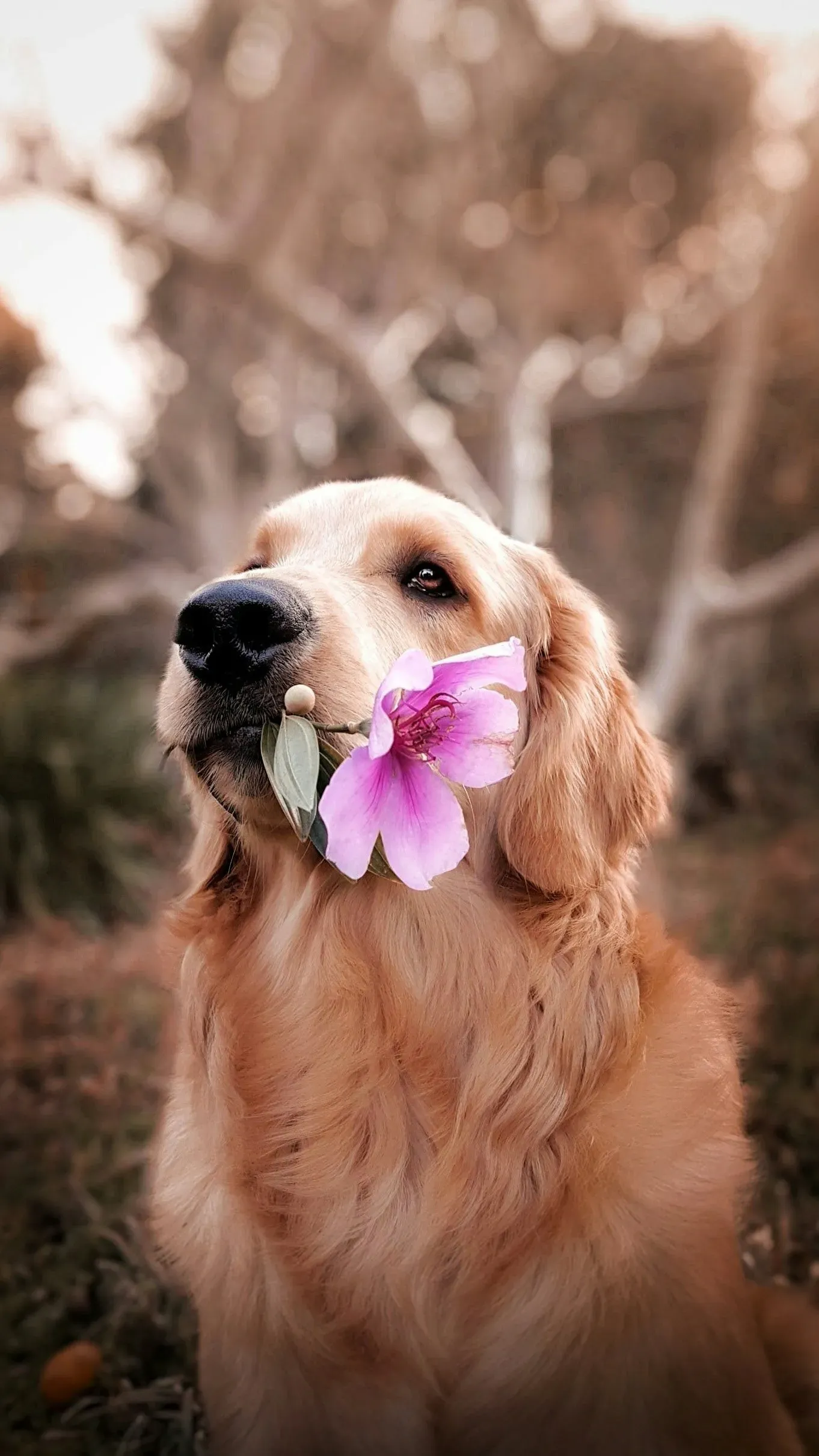 A golden retriever sitting outdoors holding a pink flower in its mouth