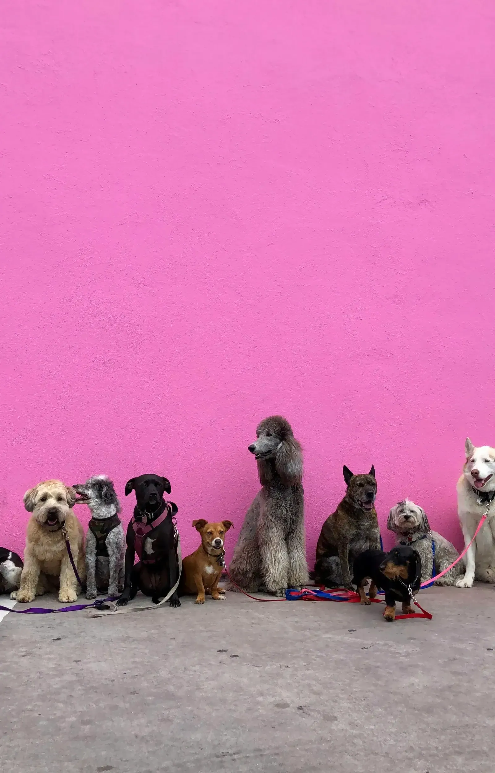 A group of different dogs gathered together against a pink backdrop