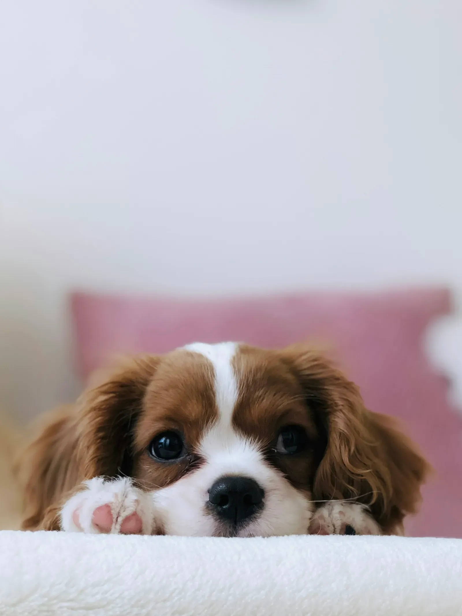 A Cavalier King Charles Spaniel puppy resting its chin on a soft bed
