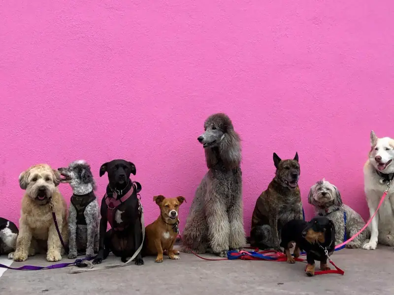 Crew of eight different dog breeds against bright pink wall