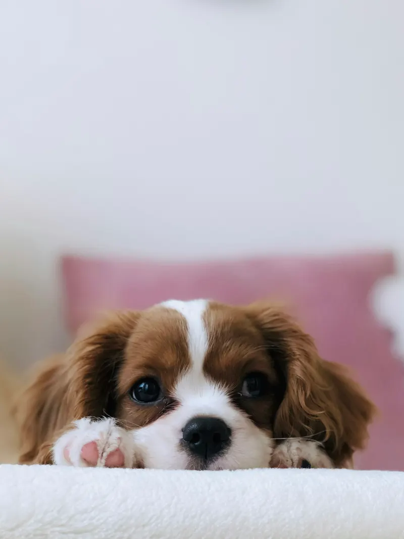 Cavalier King Charles Spaniel — our most distinguished suite guest