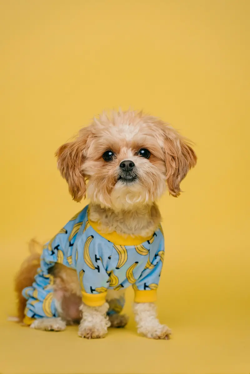 Small dog in colorful Hawaiian shirt, big personality