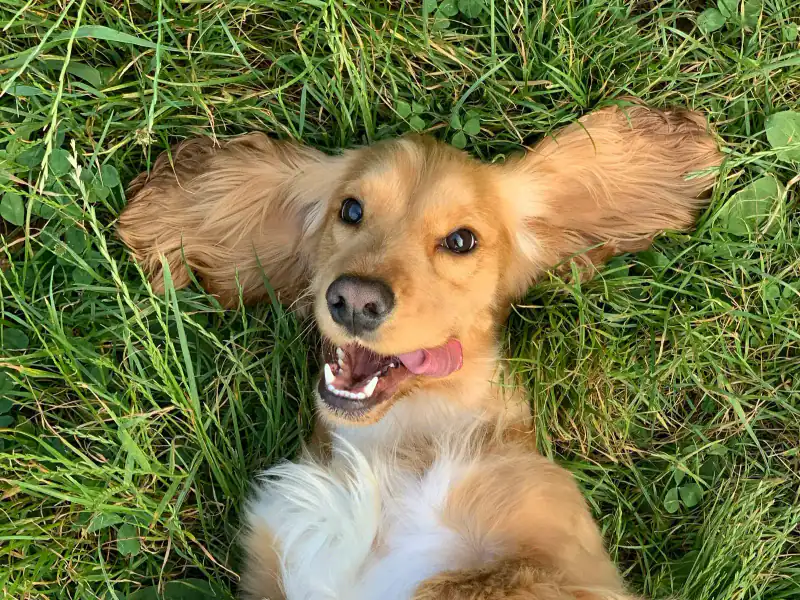 Happy corgi grinning in afternoon sunshine